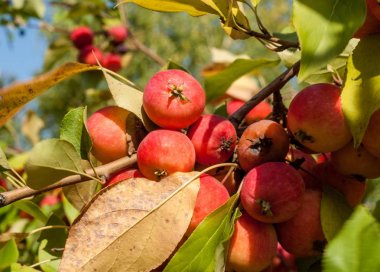 Yaban elması ve yaban elması. Malus, gülgiller (Rosaceae) familyasından bir elma ağacı cinsidir.