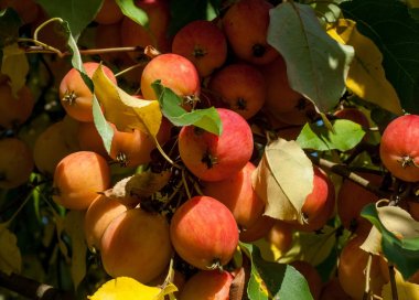 Yaban elması ve yaban elması. Malus, gülgiller (Rosaceae) familyasından bir elma ağacı cinsidir.