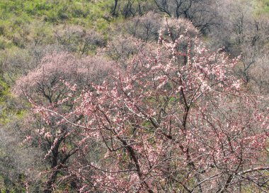 dağ bahar. Kazakistan. Tien Shan. Dağ manzaralı güzel manzara.