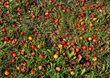 Yaban elması ve yaban elması. Malus, gülgiller (Rosaceae) familyasından bir elma ağacı cinsidir.