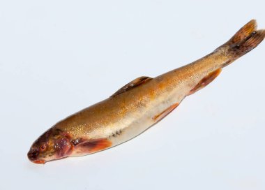 Diptychus maculatus. Bir dağ dere yakalanan balık