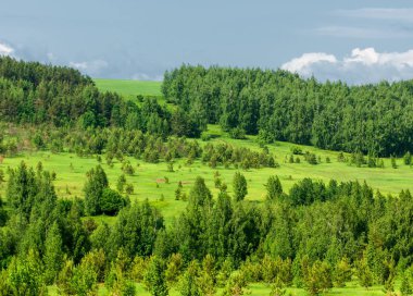 Yaz çayır. Genç ağaçlar. Huş ağacı ve çam. Mavi gökyüzü