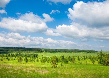 Yaz çayır. Genç ağaçlar. Huş ağacı ve çam