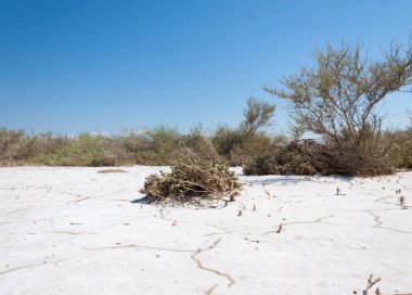  Salin. Doğada fotoğrafı