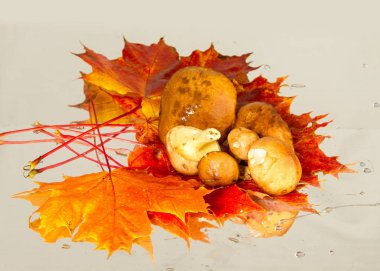 Boletus mantar, sonbahar akçaağaç yaprakları.