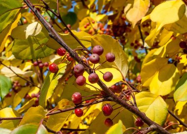 Yaban elması ve yaban elması. Malus, gülgiller (Rosaceae) familyasından bir elma ağacı cinsidir.