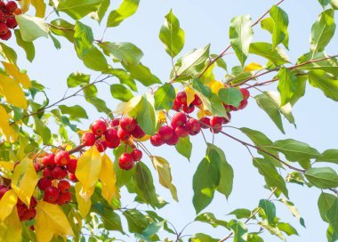 Yaban elması ve yaban elması. Malus, gülgiller (Rosaceae) familyasından bir elma ağacı cinsidir.