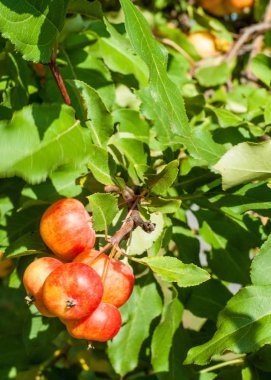 Yaban elması ve yaban elması. Malus, gülgiller (Rosaceae) familyasından bir elma ağacı cinsidir.