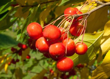 Yaban elması ve yaban elması. Malus, gülgiller (Rosaceae) familyasından bir elma ağacı cinsidir.
