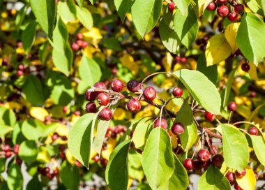 Yaban elması ve yaban elması. Malus, gülgiller (Rosaceae) familyasından bir elma ağacı cinsidir.