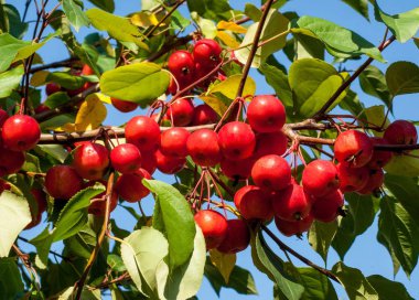 Yaban elması ve yaban elması. Malus, gülgiller (Rosaceae) familyasından bir elma ağacı cinsidir.