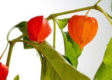 Physalis. Avrupa çalı 