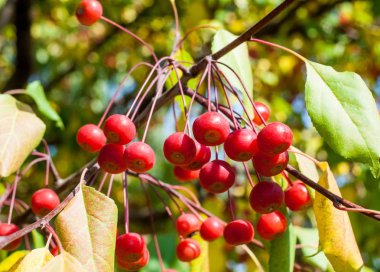 Yaban elması ve yaban elması. Malus, gülgiller (Rosaceae) familyasından bir elma ağacı cinsidir.