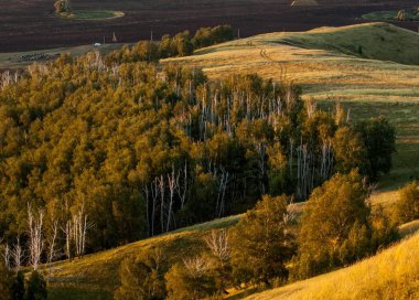 huş ağacı orman manzaralı dağ (gündoğumu gün batımında üzerinden)