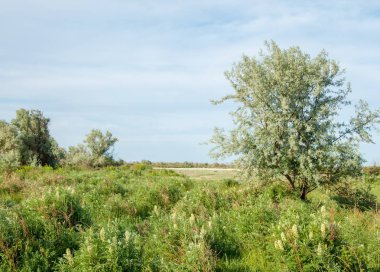 Yaz bozkır. Meyan kökü çiçekler. iğde veya iğde,
