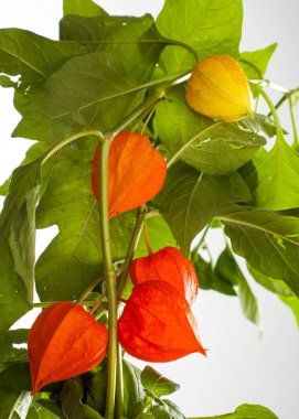Physalis. Avrupa çalı 