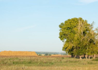 Yaz aylarında taze sürülmüş alan, saman yığınları, kavak
