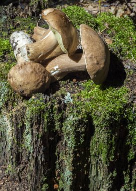 Boletus mantarı. California bolete Kral. Bir büyük kahverengi kap vesilesiyle ulaşabilirsiniz meyve vücut vardır