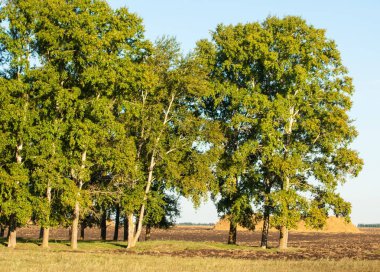 Yaz aylarında taze sürülmüş alan, saman yığınları, kavak