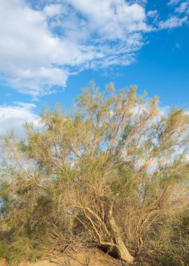  Bozkır yaz. Turgai kapısı. Turgai Kaydet. Milli Parkı 