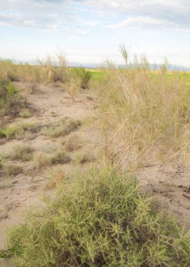  Bozkır yaz. Turgai kapısı. Turgai Kaydet. Milli Parkı 