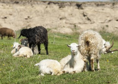 Nehir kenarında koyun otlatma keçi 