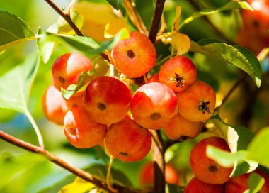Yaban elması ve yaban elması. Malus, gülgiller (Rosaceae) familyasından bir elma ağacı cinsidir.