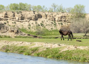 Bozkır, çayır, veld, veldt