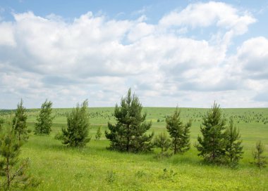 Yaz çam huş harika manzara