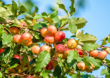 Yaban elması ve yaban elması. Malus, gülgiller (Rosaceae) familyasından bir elma ağacı cinsidir.