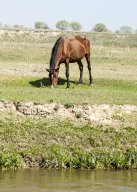Bozkır, çayır, veld, veldt