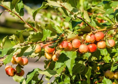 Yaban elması ve yaban elması. Malus, gülgiller (Rosaceae) familyasından bir elma ağacı cinsidir.