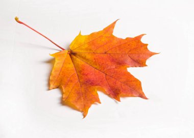 doku, arka plan. Akçaağaç yaprakları sarı kırmızı ve altın tonları. Kanada bir amblemi olarak kullanılan akçaağaç yaprağı. Beyaz bir arka plan üzerinde.