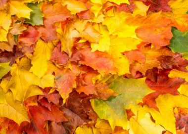 doku, arka plan. Akçaağaç yaprakları sarı kırmızı ve altın tonları. Yaprakları Laid fotoğraflar için soyut. Kanada bir amblemi olarak kullanılan akçaağaç yaprağı.