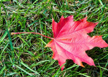 Sonbahar akçaağaç yeşil çimenlerin üzerinde bırakır. Bir ağaç ile geniş, çoğu türler, kıvırcık yaprak.