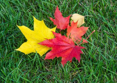 Doku, arka plan. sonbahar yaprakları, akçaağaç yaprakları kırmızı ve sarı. bir ağaç ya da çalı loblu yaprakları, kanatlı meyve ve renkli sonbahar yaprakları,