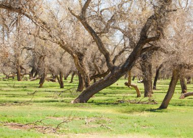 bozkır, çayır, veldt, veld. Bahar Orta Asya. Kazakistan. Turanga kavak. Euphrates kavak