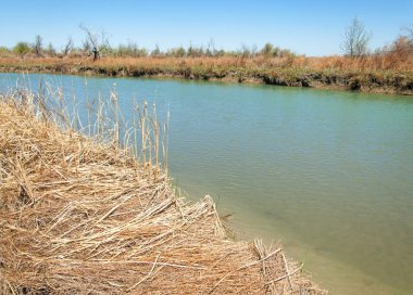 Bozkır nehir sazlık yaz. nehir görünümünde kez izlendi. küçük mavi nehir kıyısında güneşli bir gün
