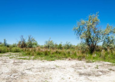 tuzlu su, tuz bataklığı. Etkin badlands. tek çalı. tuz ile emdirilmiş veya içeren. Kazakistan
