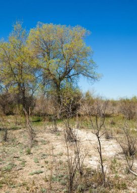 bozkır, çayır, veldt, veld. Bahar Orta Asya. Kazakistan. Turanga kavak. Euphrates kavak