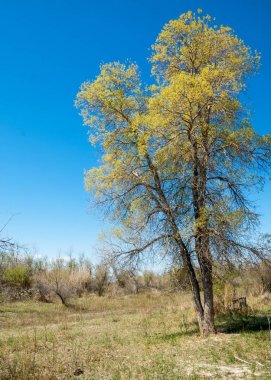 bozkır, çayır, veldt, veld. Bahar Orta Asya. Kazakistan. Turanga kavak. Euphrates kavak