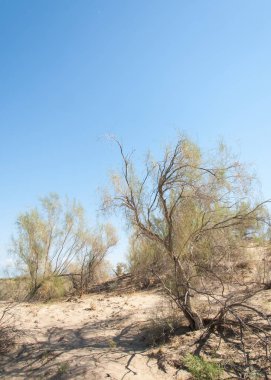  Bozkır yaz. Turgai kapısı. Turgai Kaydet. Milli Parkı 