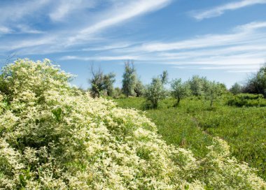 Bozkır, çayır, veldt, veld, taşkın. Kazakistan bozkırlarında güzel doğada