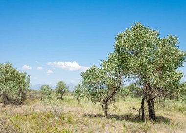 Bozkır yaz. Turgai kapısı. Turgai Kaydet. Milli Parkı 