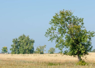 Alan olgun tahıl. Olgun arpa. Olgun yulaf. Yaz olgunlaşmış tahıl alanda