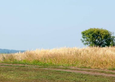 onely ağacı. Tahıl alan. Tataristan Rusya