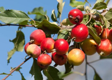 Yaban elması ve yaban elması. Malus, gülgiller (Rosaceae) familyasından bir elma ağacı cinsidir.