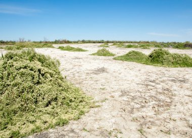 Bozkır tuzlu topraklar. tuz tuz tuz. Bozkır çayır veldt veld. Tuzlu toprak çöl, tuzlu Göller. cansız yanıp kavrulmuş dünyamız. Kazakistan çıplak bozkır