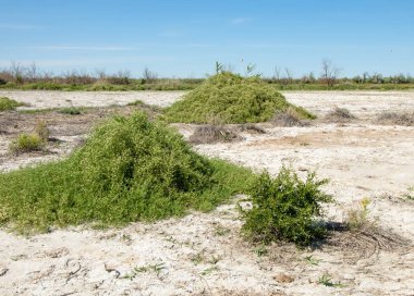 Bozkır tuzlu topraklar. tuz tuz tuz. Bozkır çayır veldt veld. Tuzlu toprak çöl, tuzlu Göller. cansız yanıp kavrulmuş dünyamız. Kazakistan çıplak bozkır