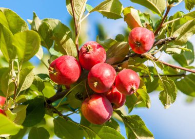 Yaban elması ve yaban elması. Malus, gülgiller (Rosaceae) familyasından bir elma ağacı cinsidir.